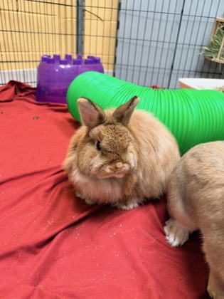 Peter Rabbit (with Peanut Butter)
