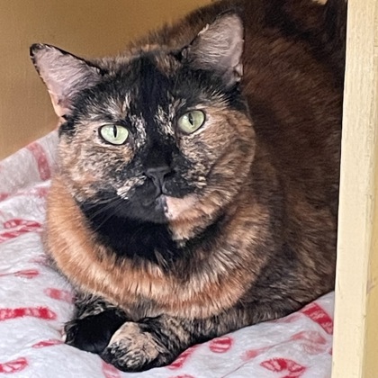 Molly aka Mon' Ami