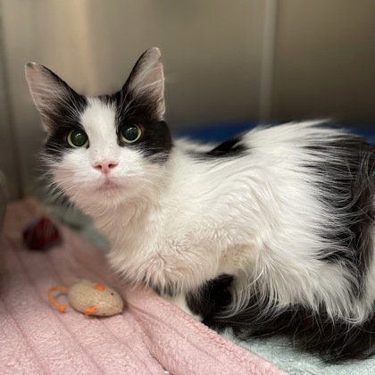 Tipsy Daisy (Special Needs Adoption)