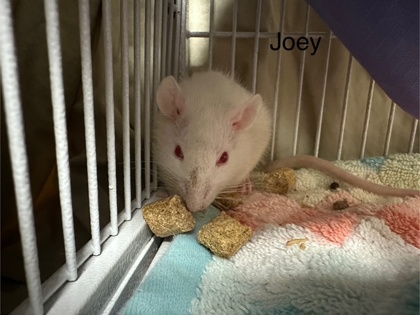 Joey