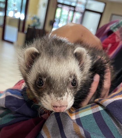 Ferret Bueller