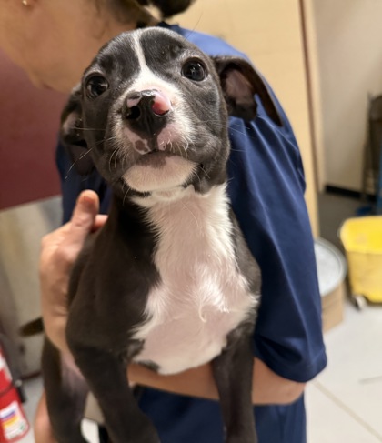 Oreo