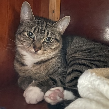 White Paw
