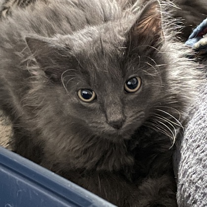 Cupcake (Spirit Cat - aka Cakepop)