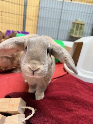Peanut Butter (with Peter Rabbit)