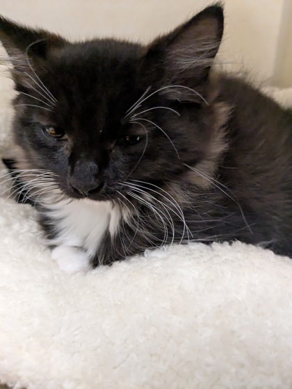 Mittens