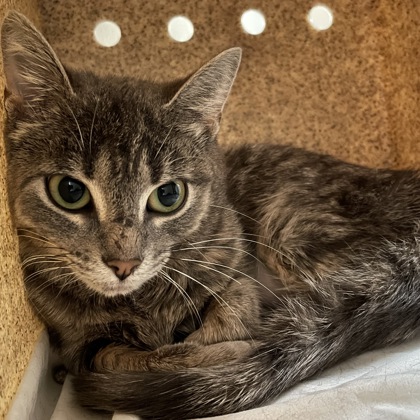 Grace (Spirit Cat)