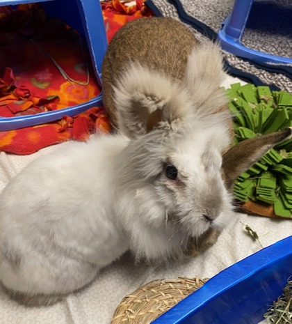 Fluffy (w/ Pumpkin)