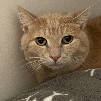 Gilbert (Spirit Cat)