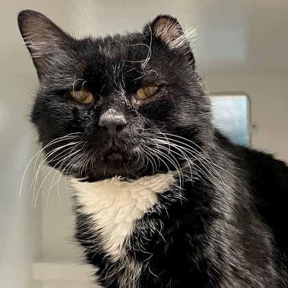 Alvin (***Special Needs Adoption***)