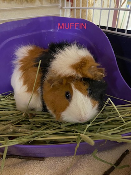 Muffin w/Teddy&Pumpkin