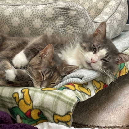 Laurel (Spirit Cat) w/ Sabotage