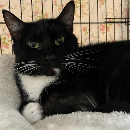 Clarabella AKA Bella w/ Angel