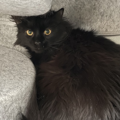 Pops (Spirit Cat)