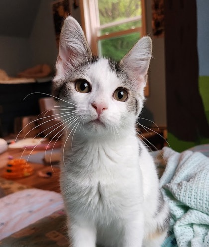Marcie