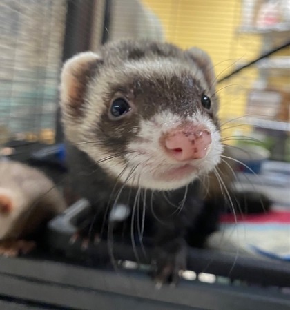 Elsa