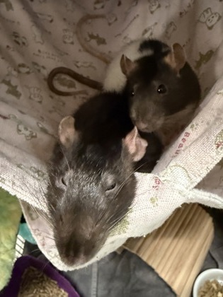 Beans (with Darla)