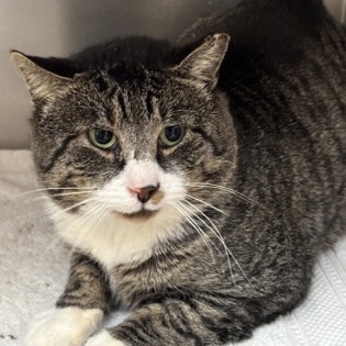 Parker (Spirit Cat)(FIV+)