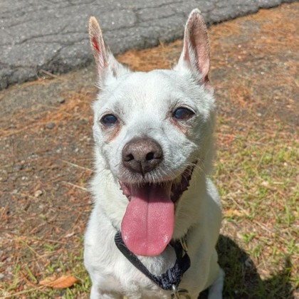 Finn
