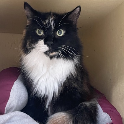 Calio-Cat