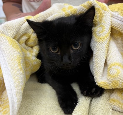 Estelle (Barn Kitten)