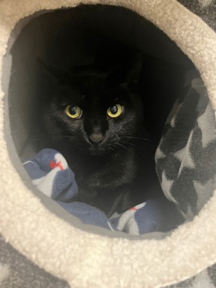 Sparky (Working Cat)