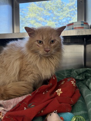 Aer Lingus (Barn Cat)