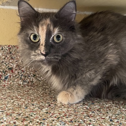 Bella (spirit cat)