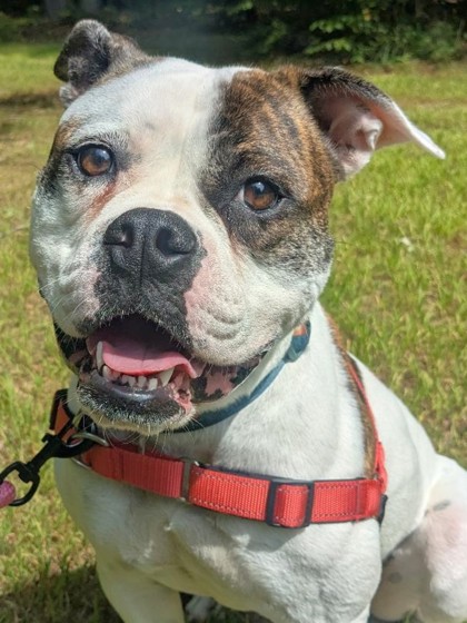 Cora