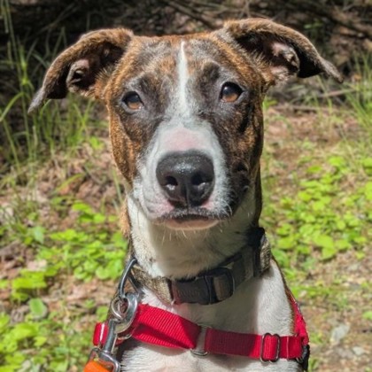 Bark-toven