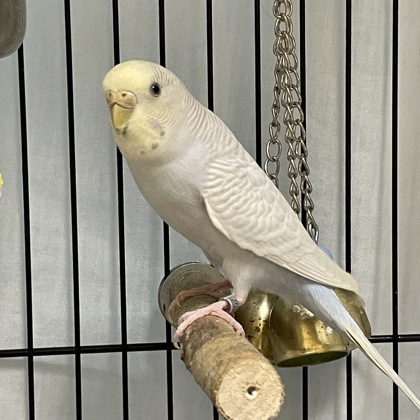 Coco