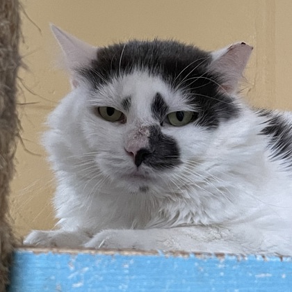 S'mores (Spirit Cat)