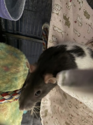 Darla (with Beans)
