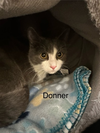 Donner