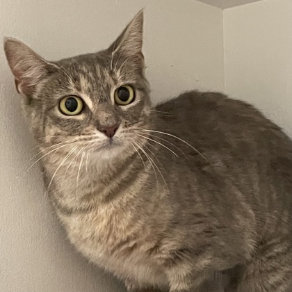 Sabine (Barn Cat)