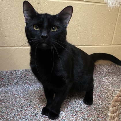 Catrick Swayze (Spirit Cat)