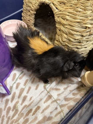 Peanut w/ Stewie