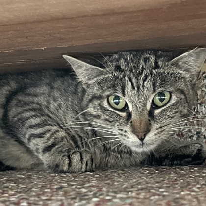 Cayenne (Barn Cat)