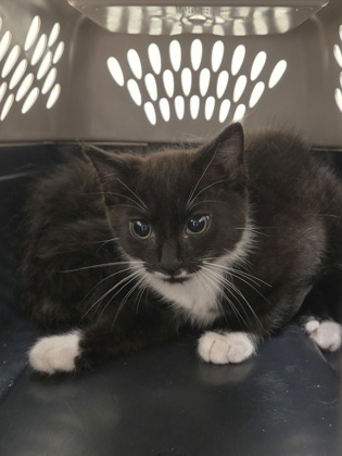 Pip (Spirit Kitten)