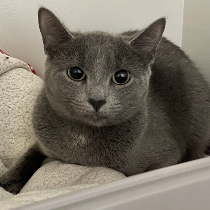 Miss Potts (Spirit Cat)