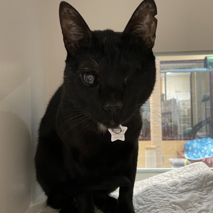 Allistair (***Special Needs Adoption***)