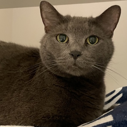 Frankie