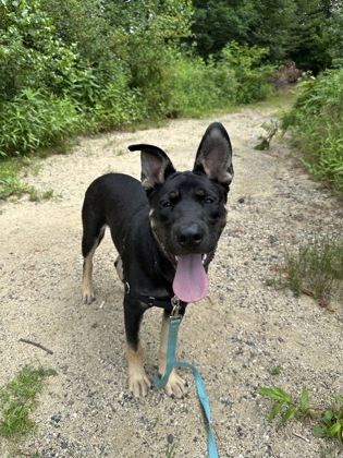 Scrappy (aka Scooby)