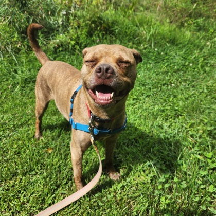 Nova
