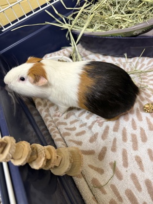 Stewie w/ Peanut