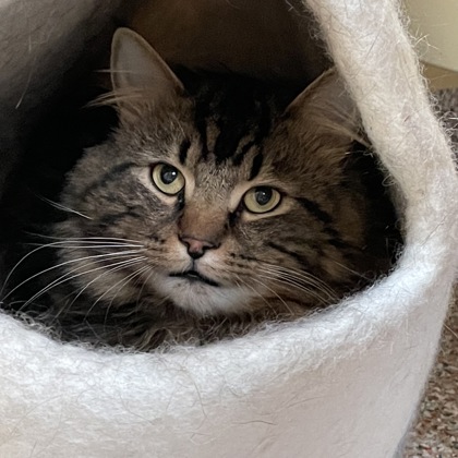 Chester (spirit cat)