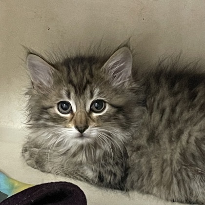 Hydra (Spirit Kitten)
