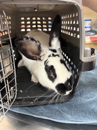 Oreo