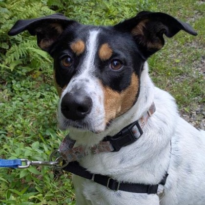 Lainey