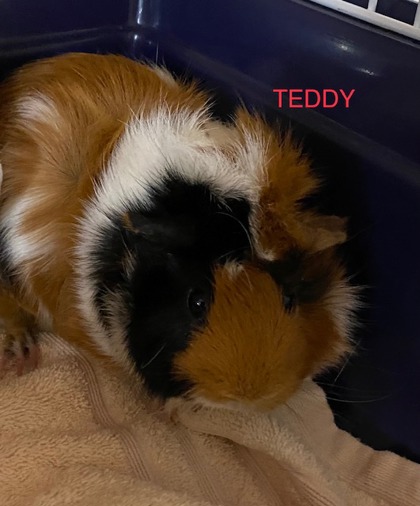 Teddy w/ Pumpkin&Muffin